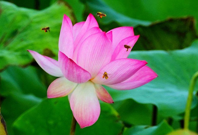 美荷花兮灼灼，小蜜蜂兮飞飞(图3)