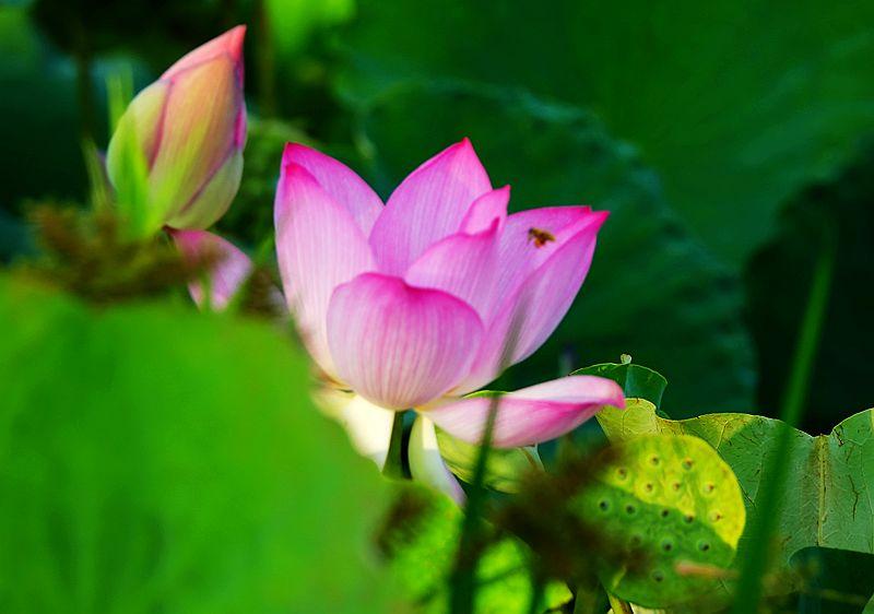 美荷花兮灼灼，小蜜蜂兮飞飞(图4)