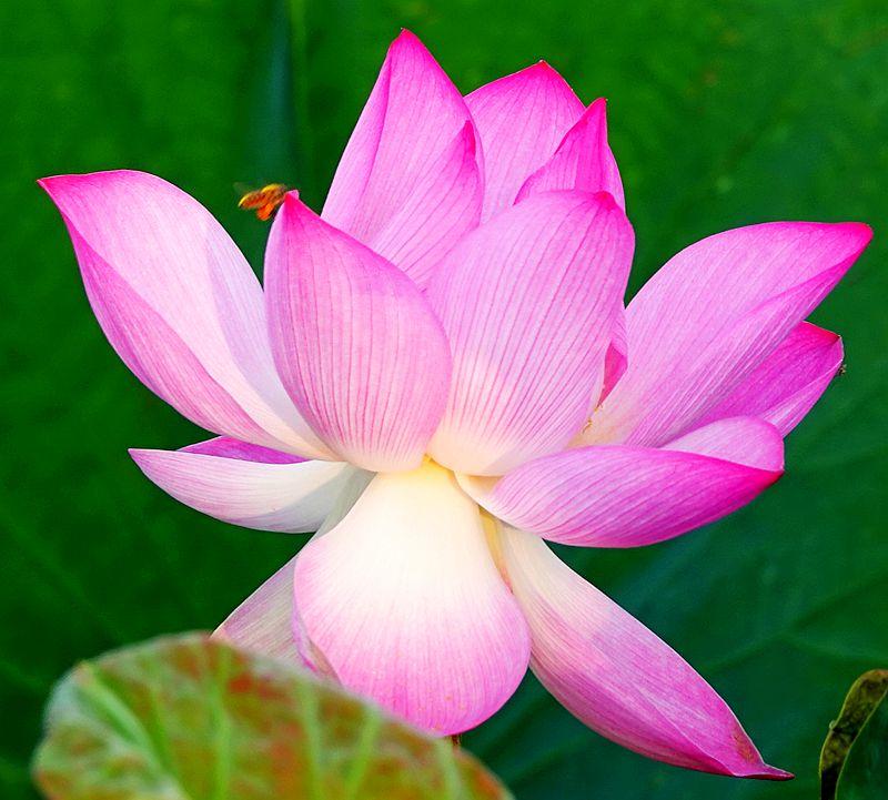 美荷花兮灼灼，小蜜蜂兮飞飞(图6)