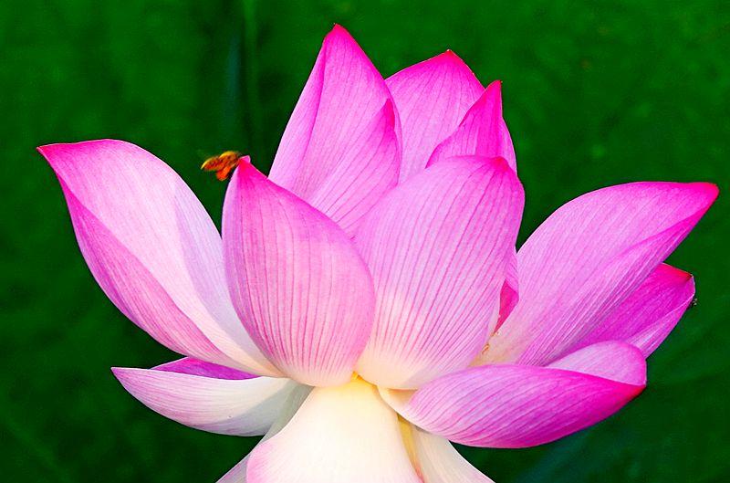 美荷花兮灼灼，小蜜蜂兮飞飞(图7)