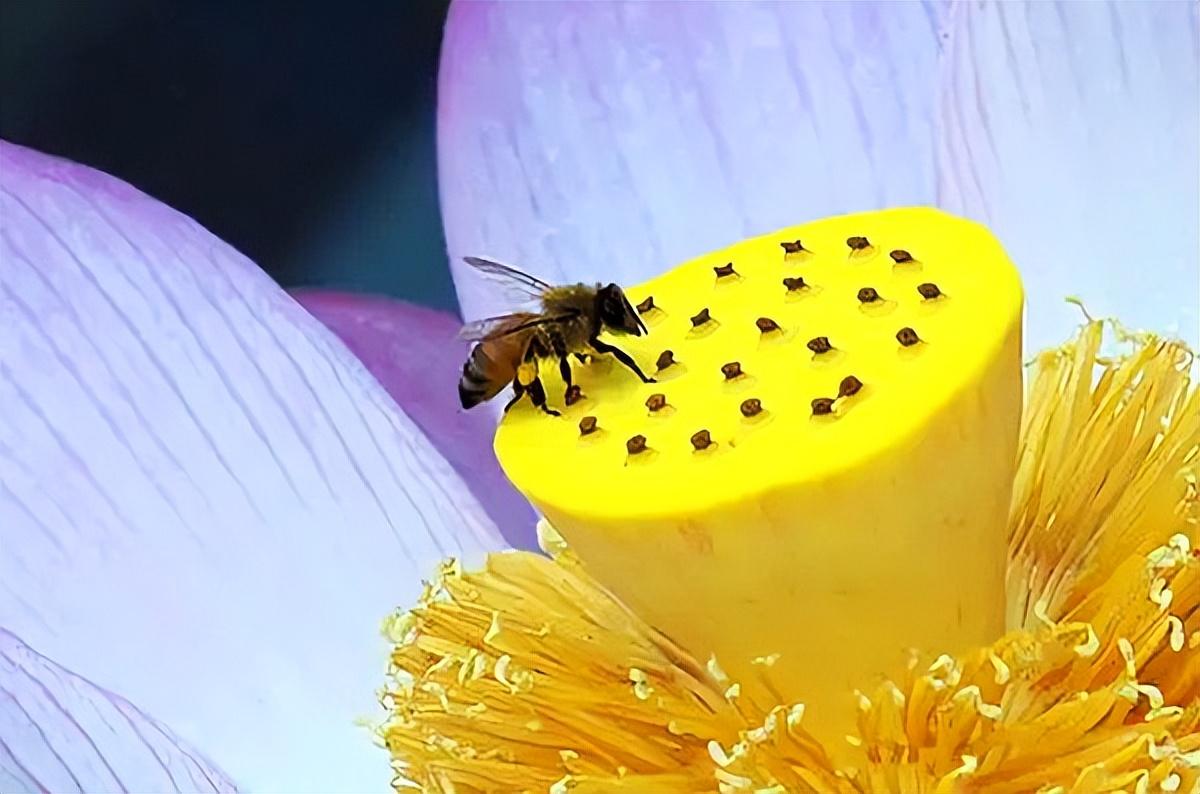美荷花兮灼灼，小蜜蜂兮飞飞(图8)