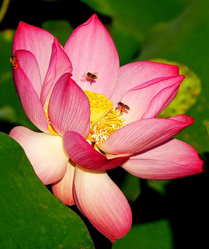 美荷花兮灼灼，小蜜蜂兮飞飞(图9)