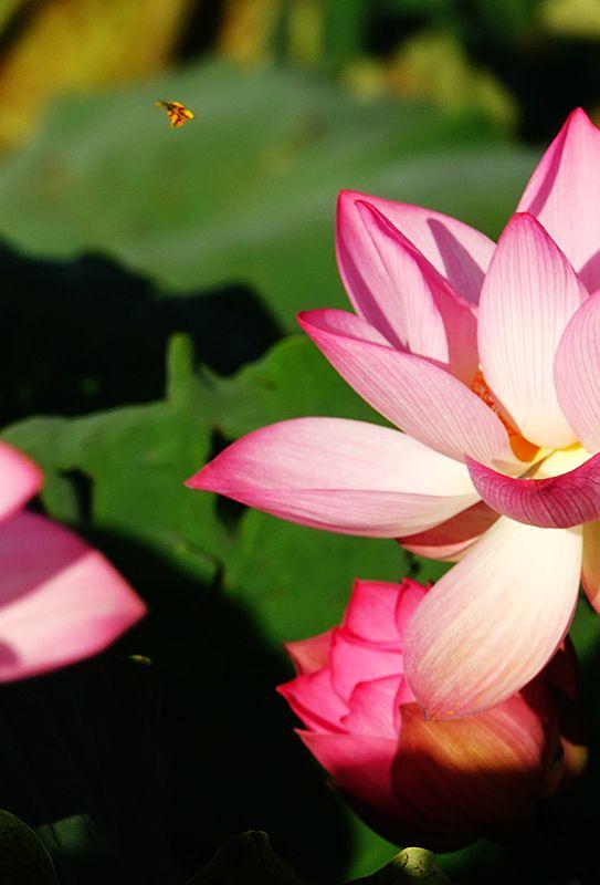 美荷花兮灼灼，小蜜蜂兮飞飞(图10)