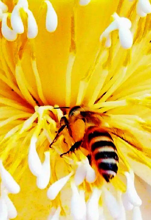 美荷花兮灼灼，小蜜蜂兮飞飞(图11)