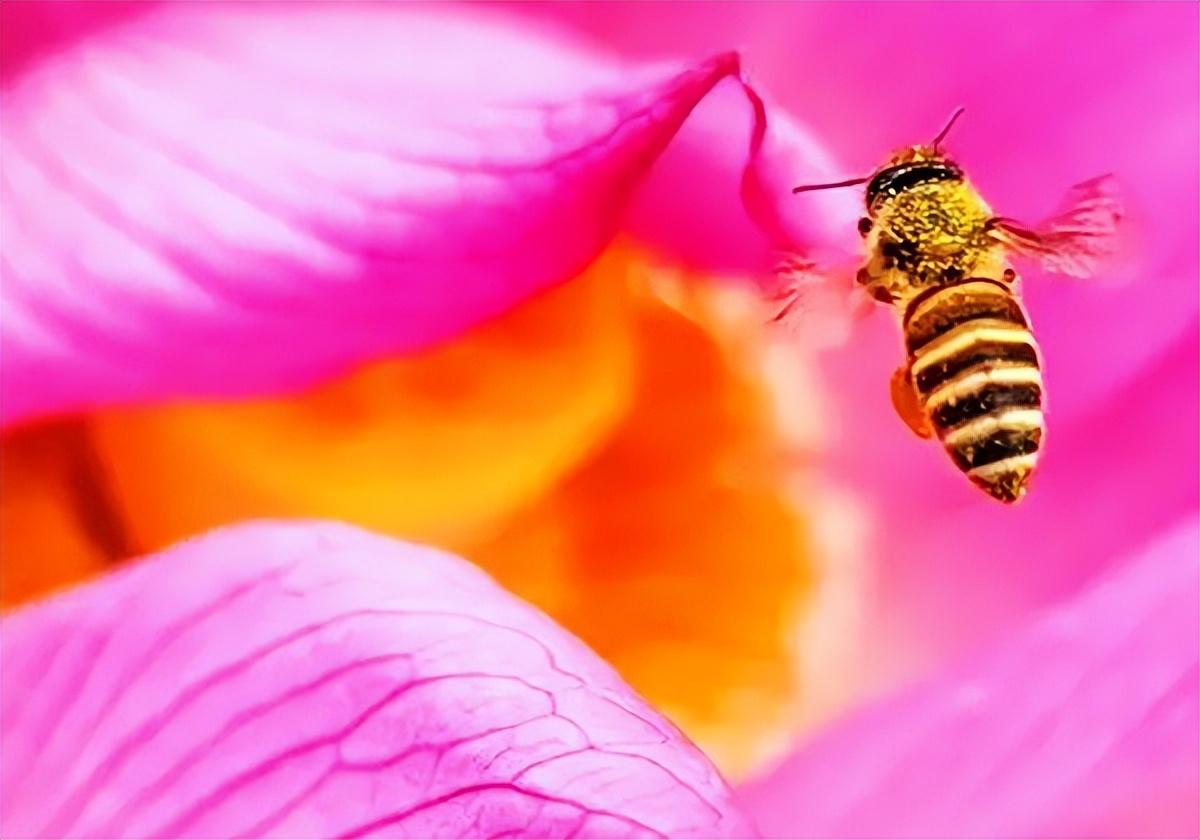 美荷花兮灼灼，小蜜蜂兮飞飞(图12)