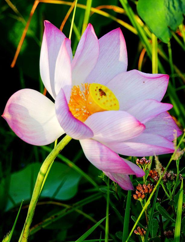 美荷花兮灼灼，小蜜蜂兮飞飞(图13)