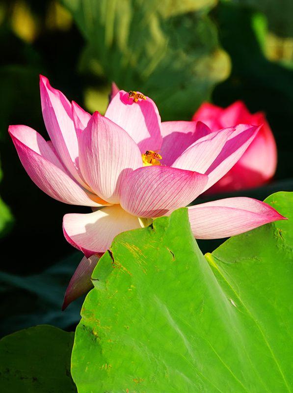 美荷花兮灼灼，小蜜蜂兮飞飞(图14)