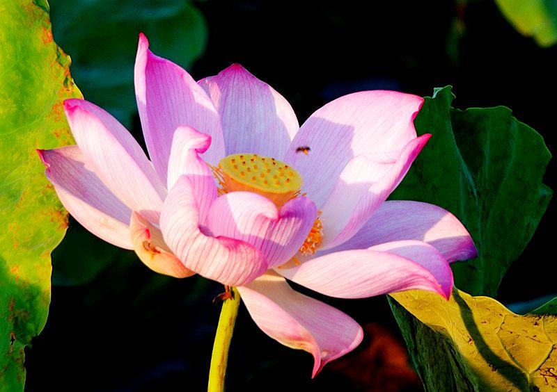 美荷花兮灼灼，小蜜蜂兮飞飞(图15)