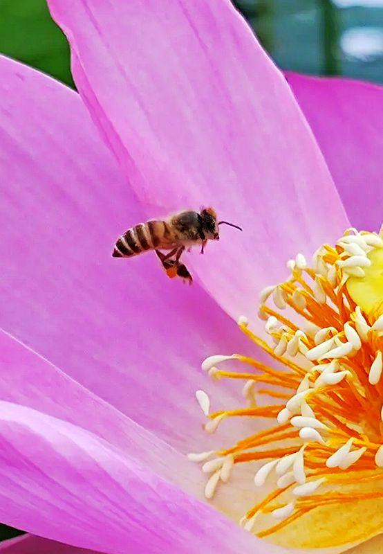 美荷花兮灼灼，小蜜蜂兮飞飞(图16)