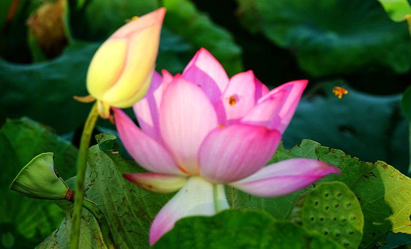 美荷花兮灼灼，小蜜蜂兮飞飞(图17)