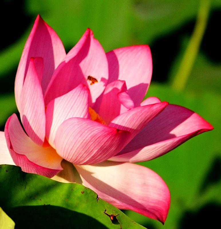 美荷花兮灼灼，小蜜蜂兮飞飞(图18)