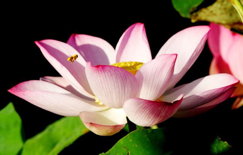 美荷花兮灼灼，小蜜蜂兮飞飞(图19)