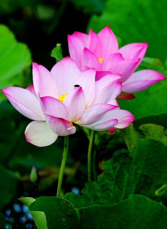 美荷花兮灼灼，小蜜蜂兮飞飞(图20)