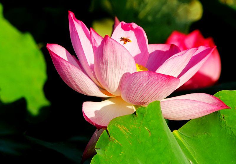 美荷花兮灼灼，小蜜蜂兮飞飞(图21)