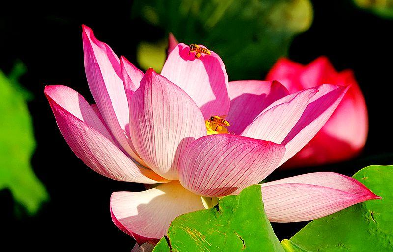 美荷花兮灼灼，小蜜蜂兮飞飞(图22)