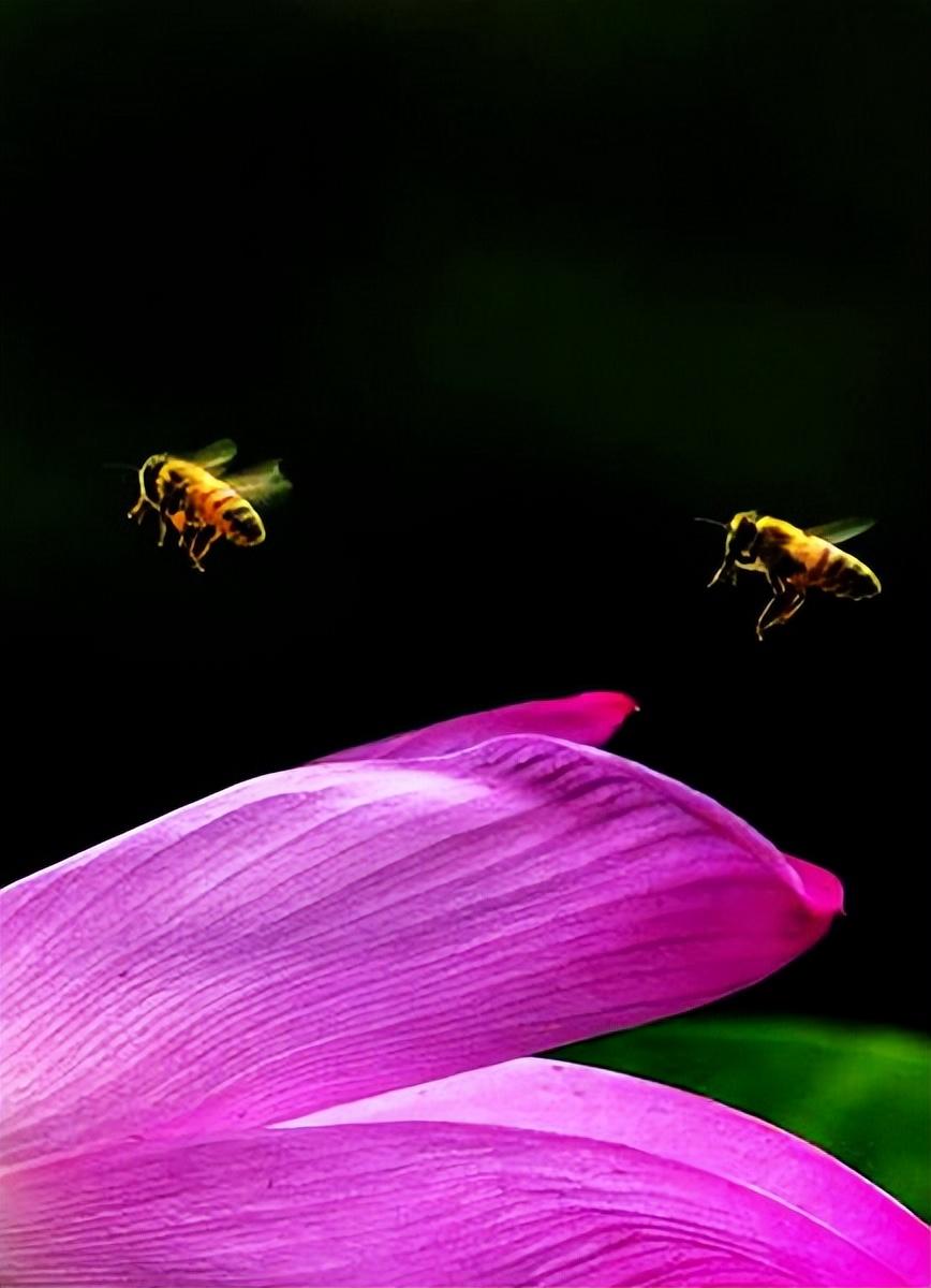 美荷花兮灼灼，小蜜蜂兮飞飞(图23)