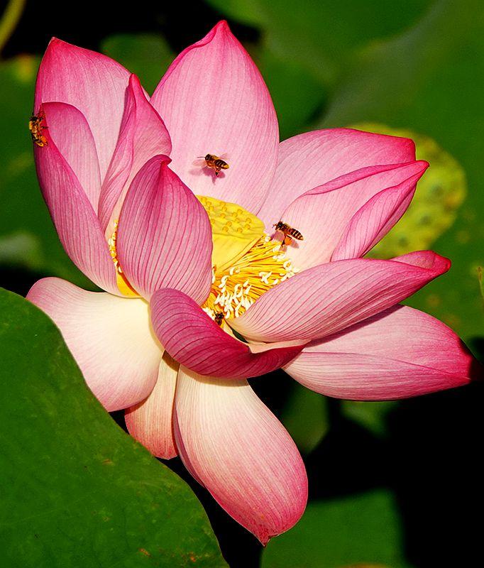 美荷花兮灼灼，小蜜蜂兮飞飞(图25)