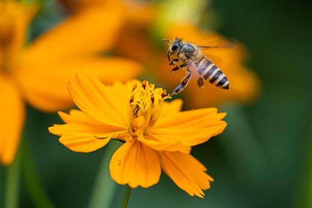 春来送花香，蜜蜂采蜜忙(图1)