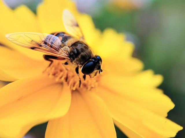 春来送花香，蜜蜂采蜜忙(图2)