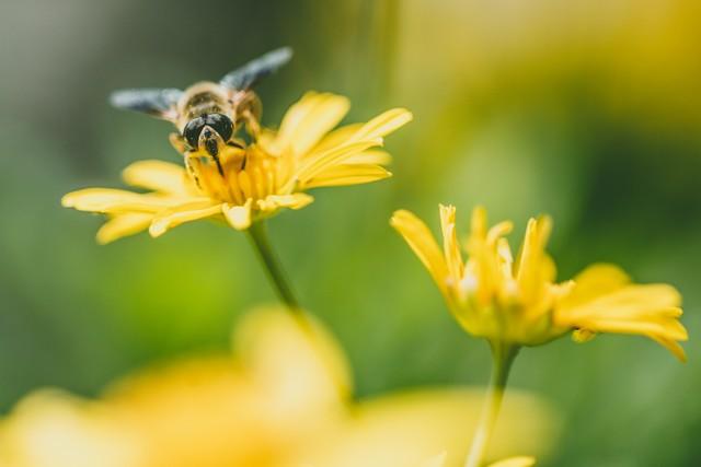春来送花香，蜜蜂采蜜忙(图3)