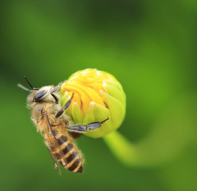 春来送花香，蜜蜂采蜜忙(图4)