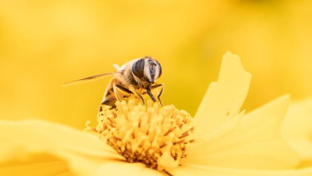 春来送花香，蜜蜂采蜜忙(图5)