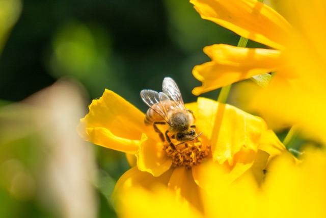 春来送花香，蜜蜂采蜜忙(图6)