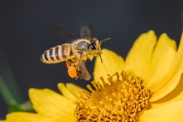 春来送花香，蜜蜂采蜜忙(图7)