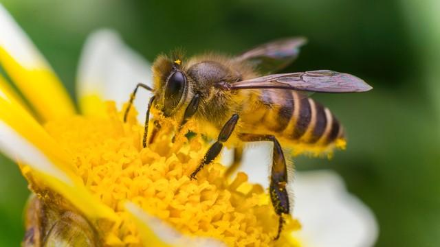 春来送花香，蜜蜂采蜜忙(图8)