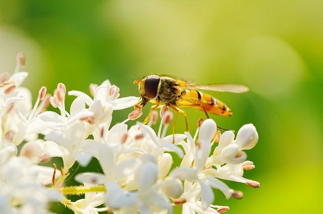 春来送花香，蜜蜂采蜜忙(图10)