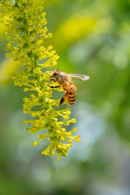 春来送花香，蜜蜂采蜜忙(图11)