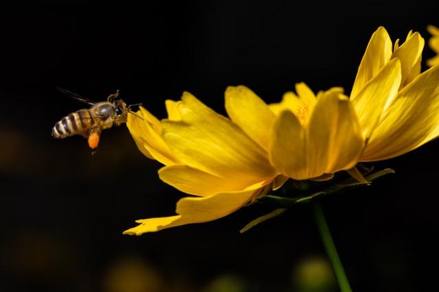 春来送花香，蜜蜂采蜜忙(图12)