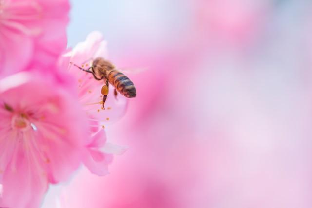 春来送花香，蜜蜂采蜜忙(图14)