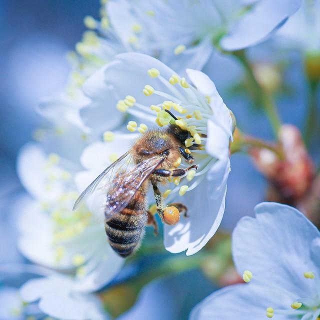 春来送花香，蜜蜂采蜜忙(图16)