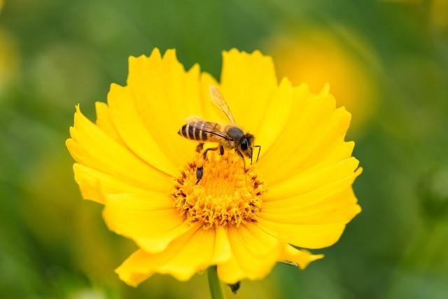 春来送花香，蜜蜂采蜜忙(图17)