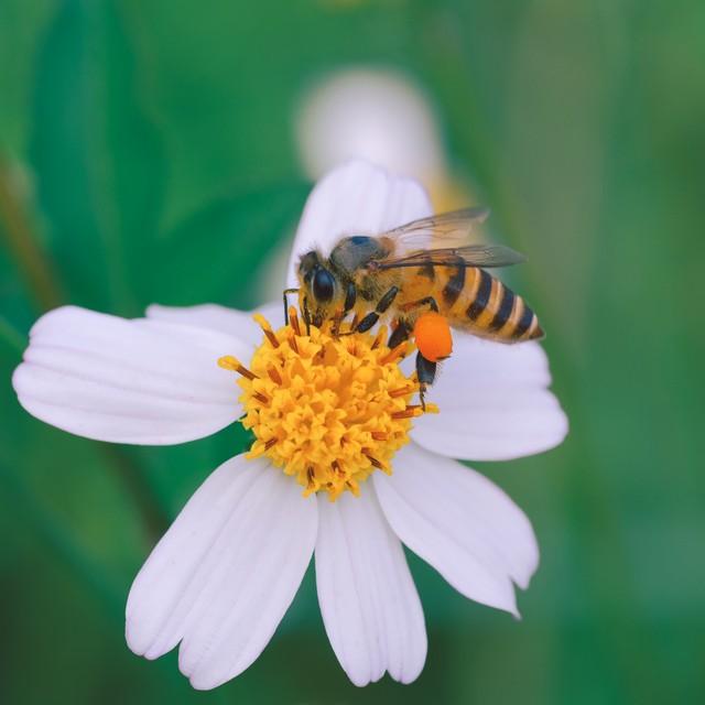 春来送花香，蜜蜂采蜜忙(图19)