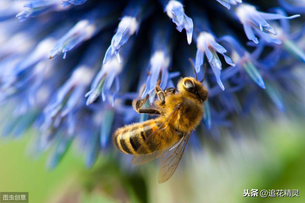 花儿朵朵向阳开，蜜蜂翩翩采蜜忙！可光对蜜蜂是双刃剑，是催命符(图1)