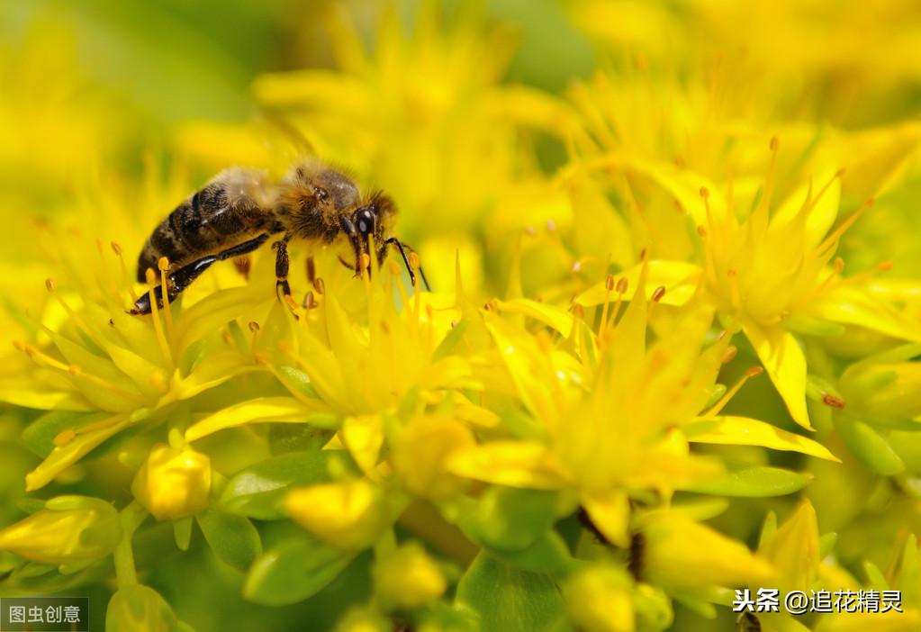 花儿朵朵向阳开，蜜蜂翩翩采蜜忙！可光对蜜蜂是双刃剑，是催命符(图2)
