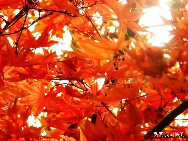 韩寒丨寂夜花影:公园漫步的美丽邂逅(图2)