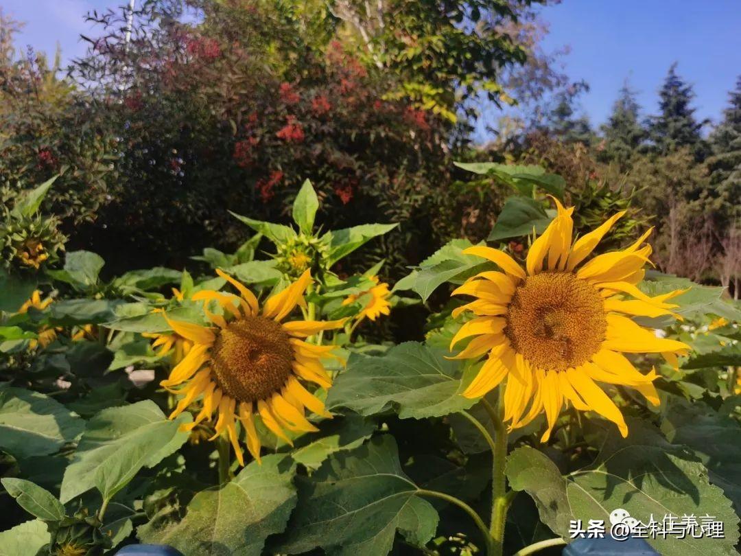 每日努力正能量语录，致自己的奋斗励志文案(图2)