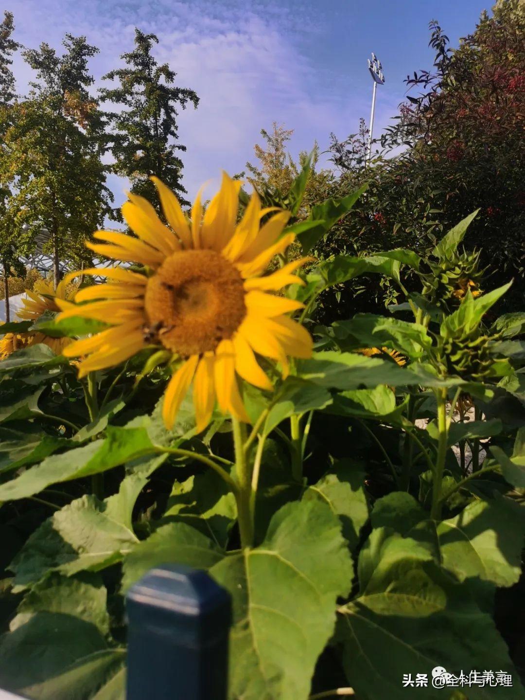 每日努力正能量语录，致自己的奋斗励志文案(图3)