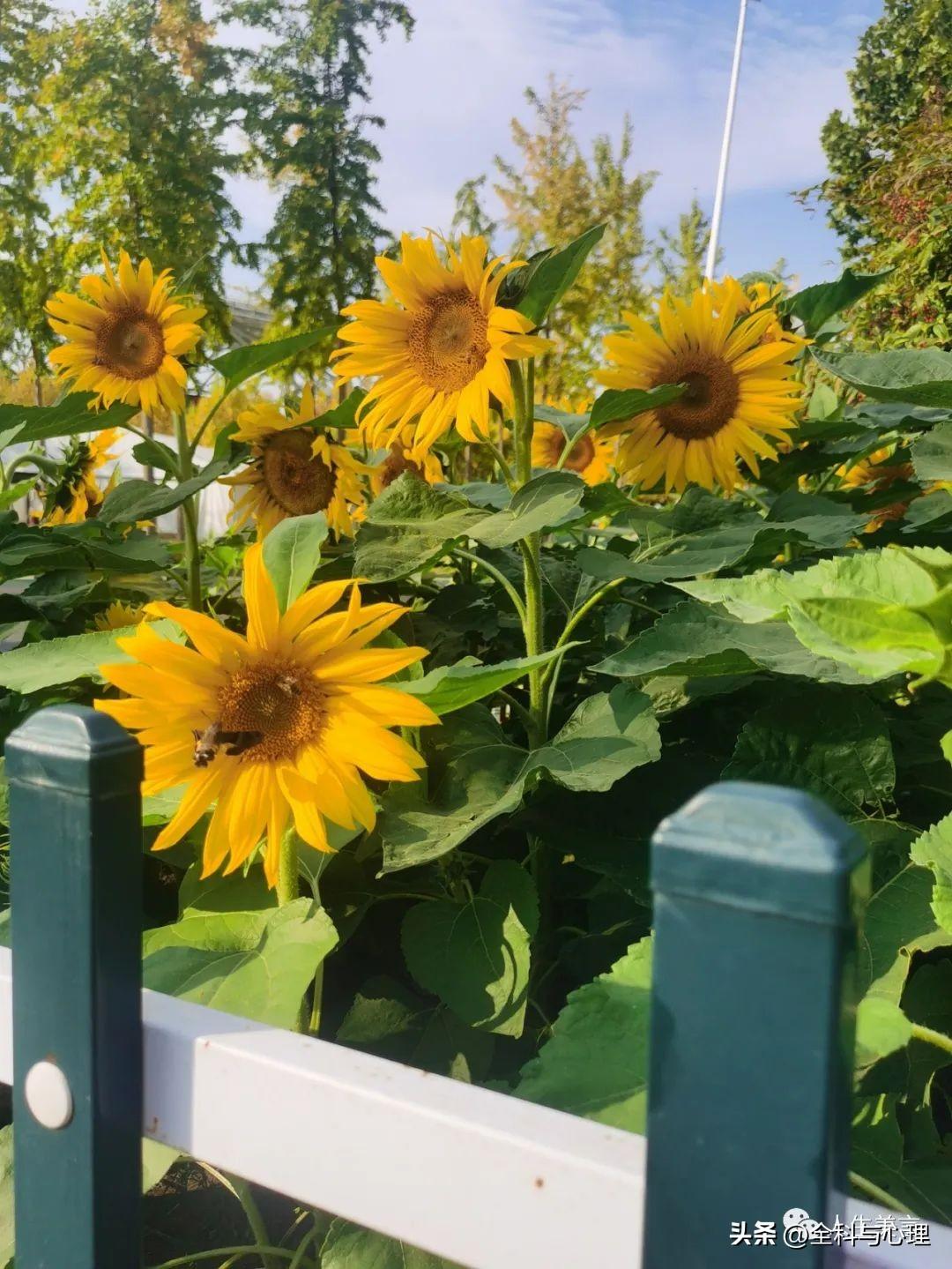 每日努力正能量语录，致自己的奋斗励志文案(图4)