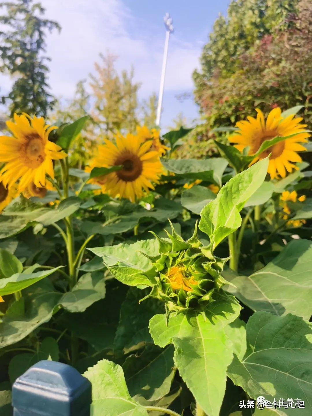 每日努力正能量语录，致自己的奋斗励志文案(图5)