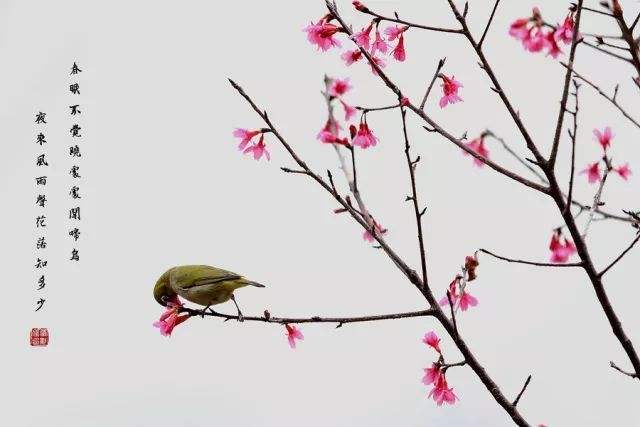 一首耳熟能详的五言小诗，短短20字，通俗易懂，却饱含深意且经典(图6)