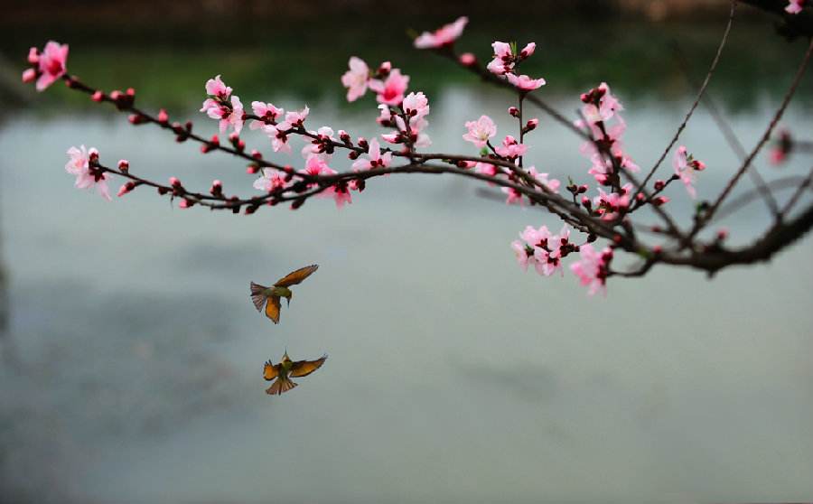 一首耳熟能详的五言小诗，短短20字，通俗易懂，却饱含深意且经典(图7)