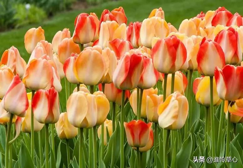 有你陪伴，四季如春，想你，人生的路上有你真好(图1)