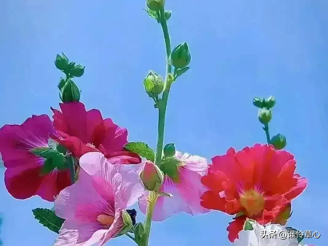 有你陪伴，四季如春，想你，人生的路上有你真好(图4)