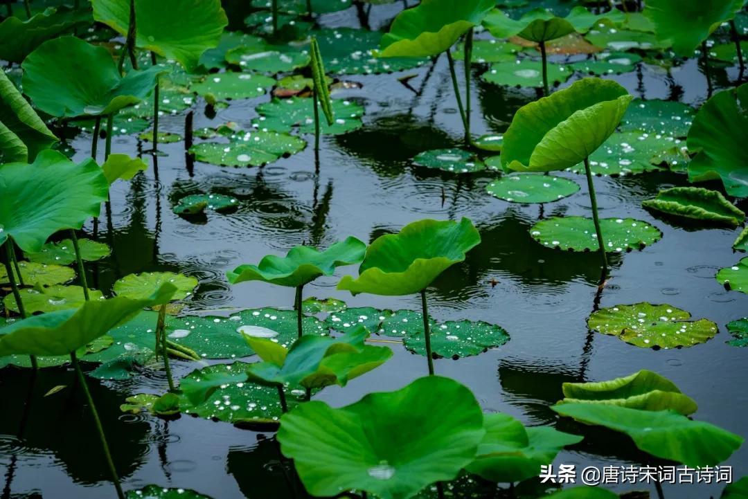 雨里有四季，雨里有年华(图3)