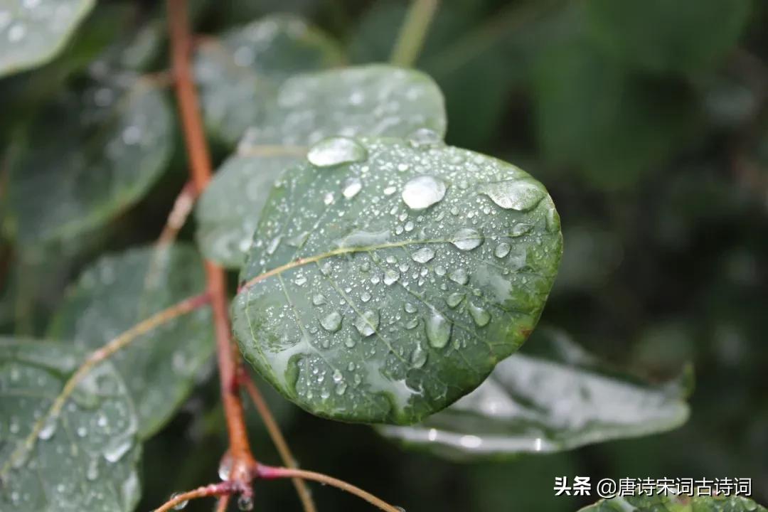雨里有四季，雨里有年华(图5)