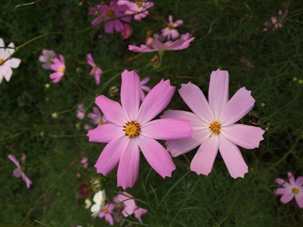 阳光励志的心语文案，送给追逐梦想的自己(图2)